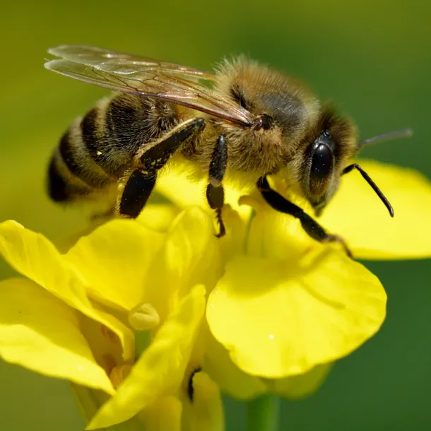 Apis mellifera