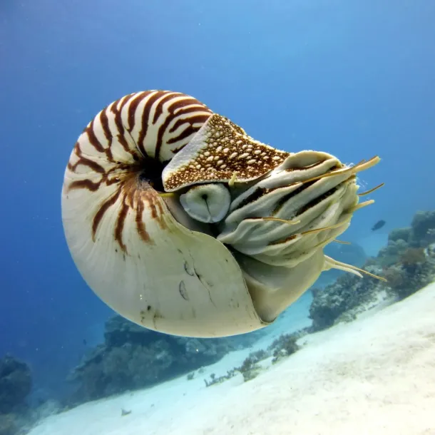 Nautilus